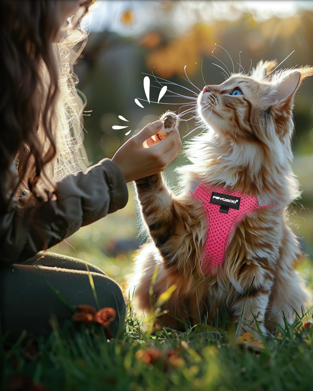 FAYOGOO cat harness size chart guide ensures proper fit before purchase.