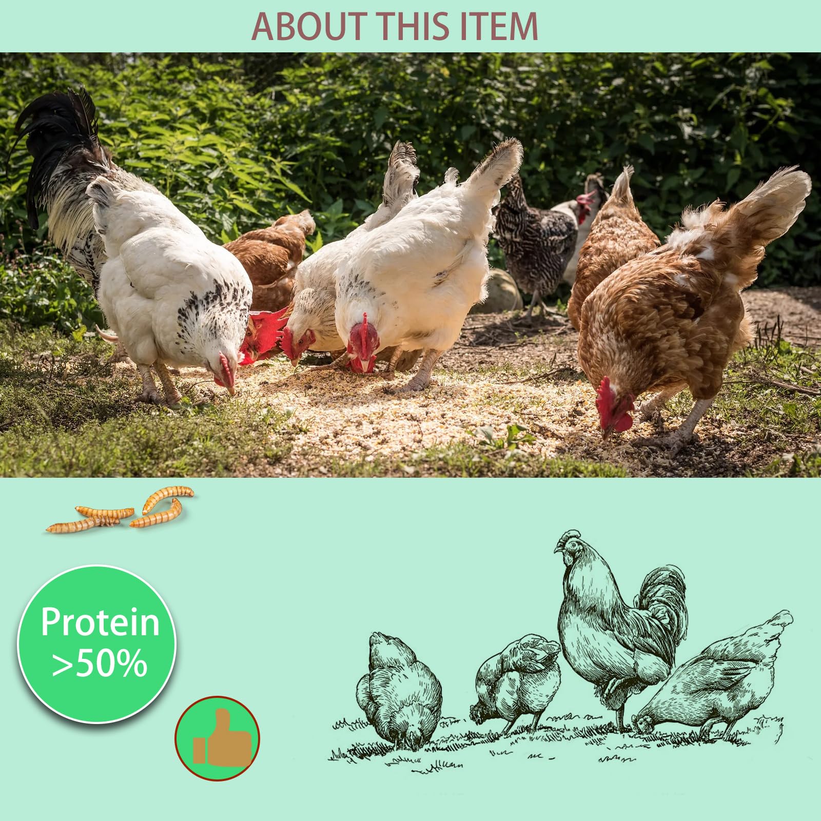 FCI GRUBS dried mealworms chickens-feeding image shows birds enjoying a protein-rich treat