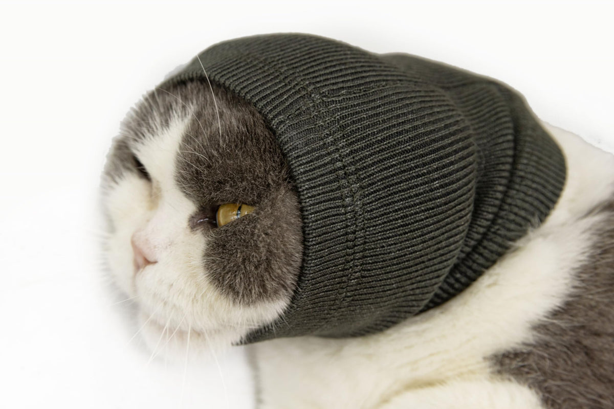 FDANDADE cat ear wrap soft mesh grey, front view, calming during grooming sessions