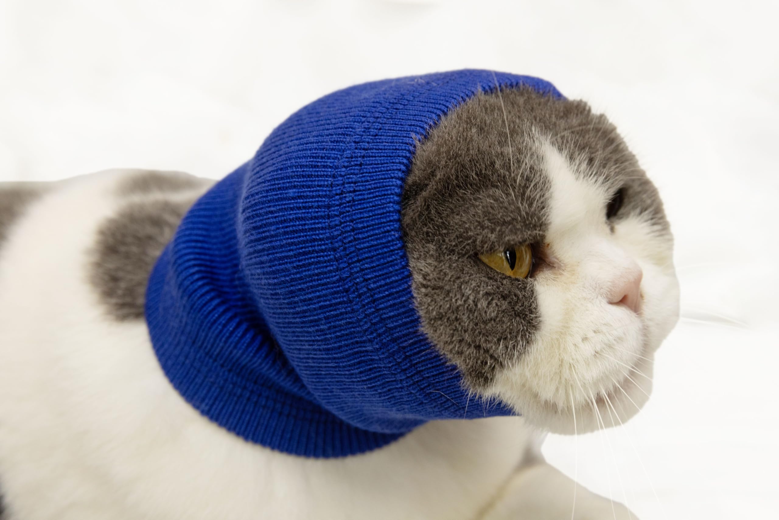 FDANDADE Cat Hematoma Ear Wrap Blue S front view showing snug wrap for calmer pets