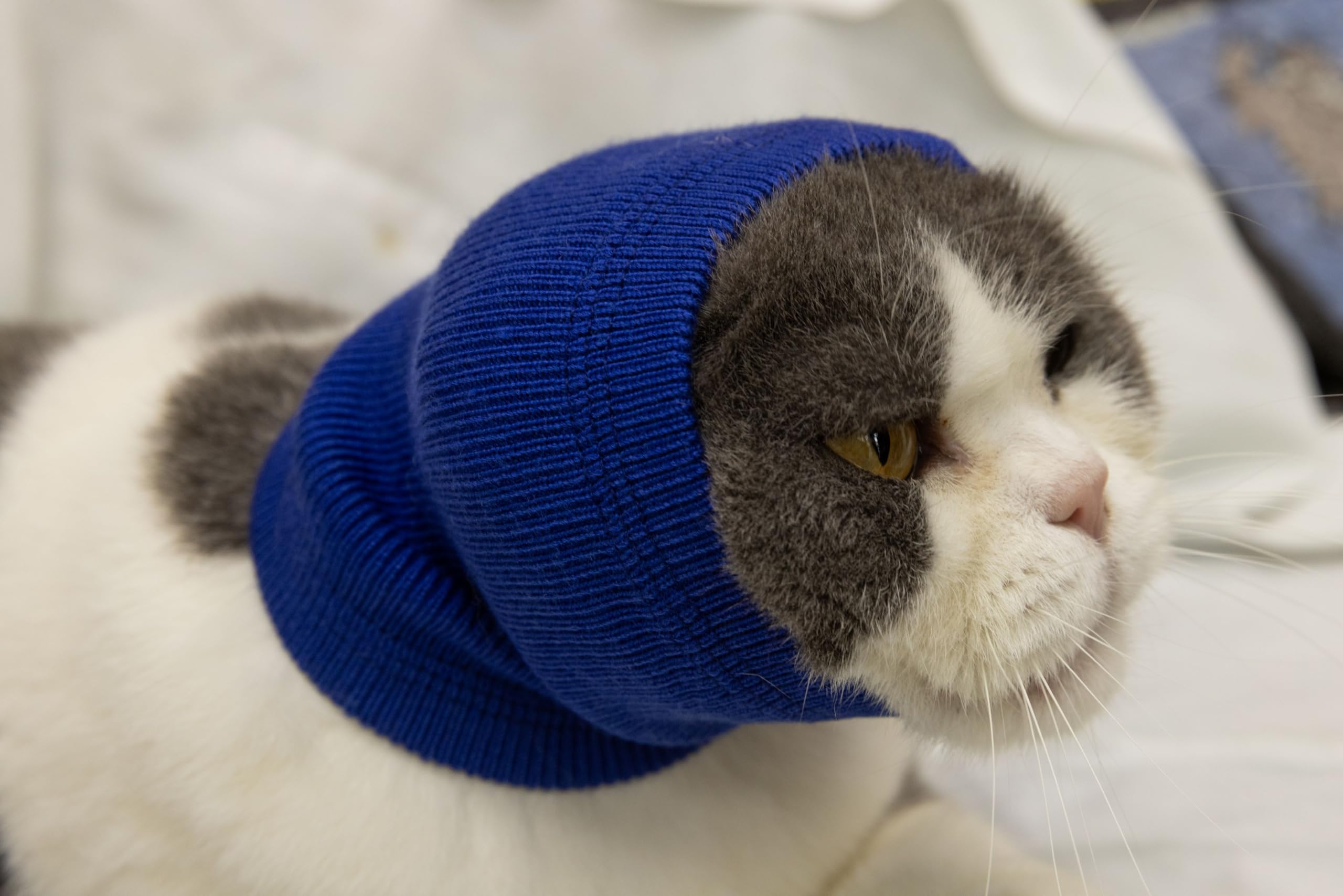 FDANDADE Cat Hematoma Ear Wrap Blue S near ears for noise cancellation during fireworks
