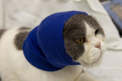 FDANDADE Cat Hematoma Ear Wrap Blue S near ears for noise cancellation during fireworks