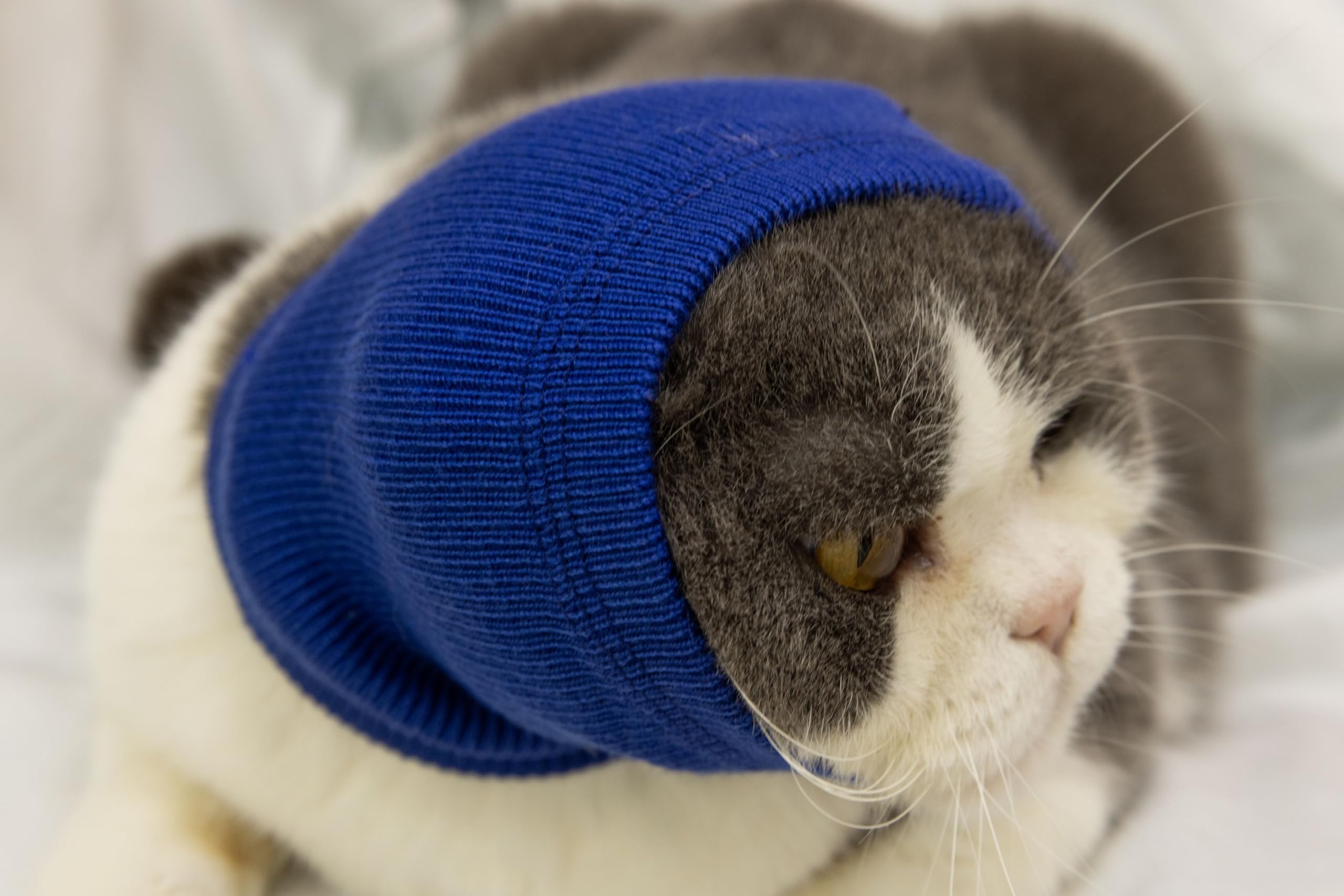 FDANDADE Cat Hematoma Ear Wrap Blue S on-cat during grooming to ease stress