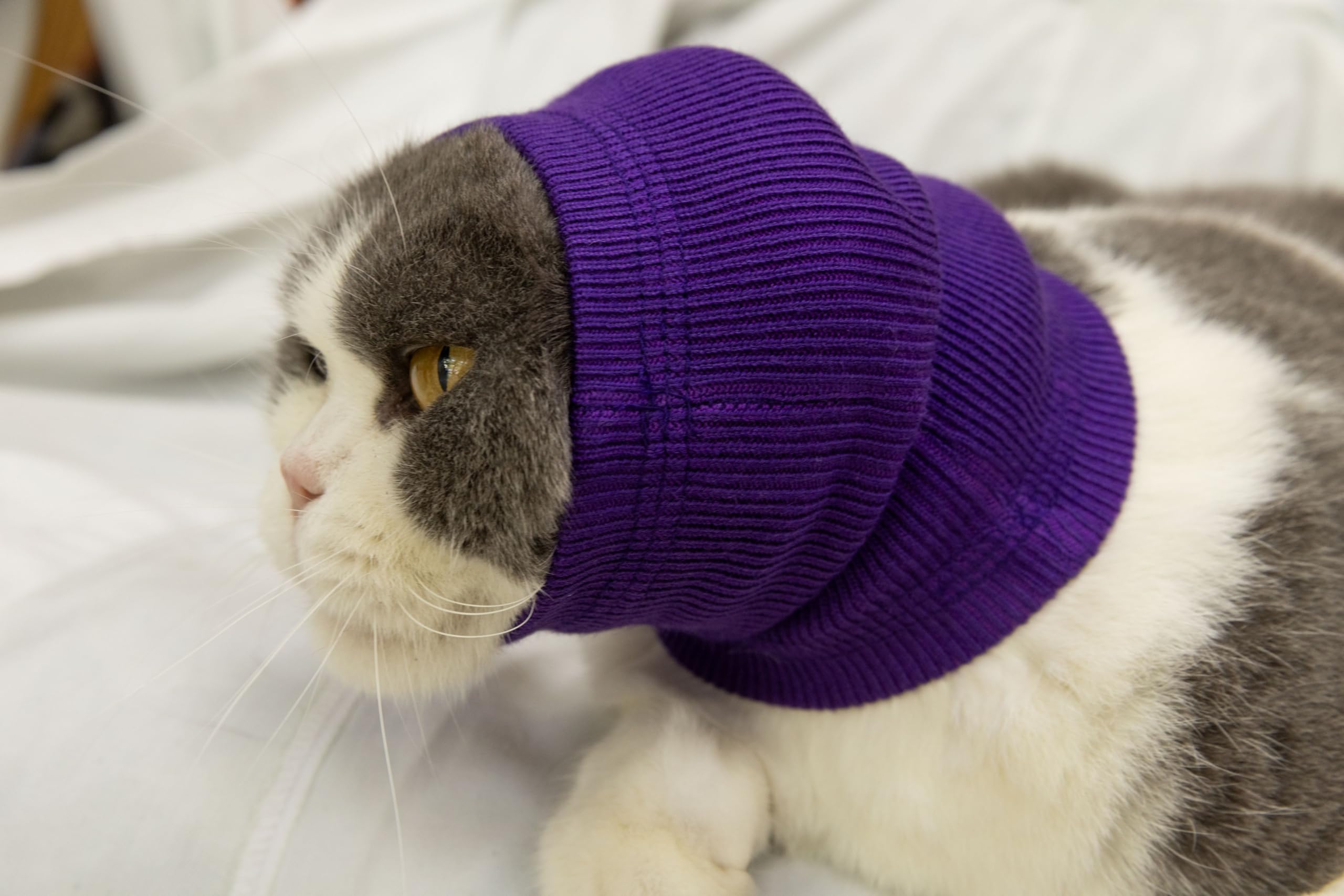 FDANDADE Cat Hematoma Ear Wrap Blue S warmth and protection in cold weather