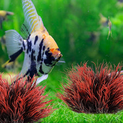 FdcLixuvol decorative plant decor with a stable base stays put in the tank.