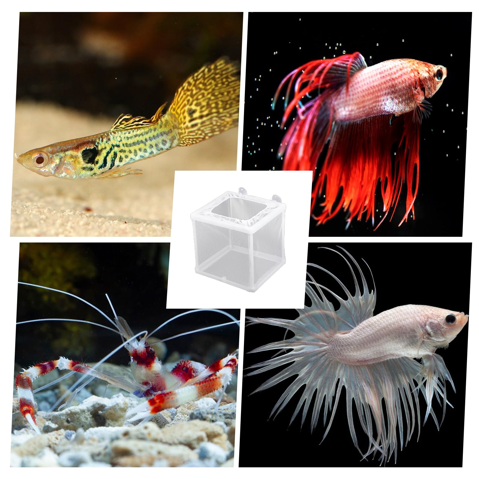 FdcLixuvol fry isolation use-case in breeding tanks.