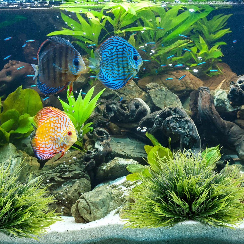 FdcLixuvol green plants bring fresh color without maintenance