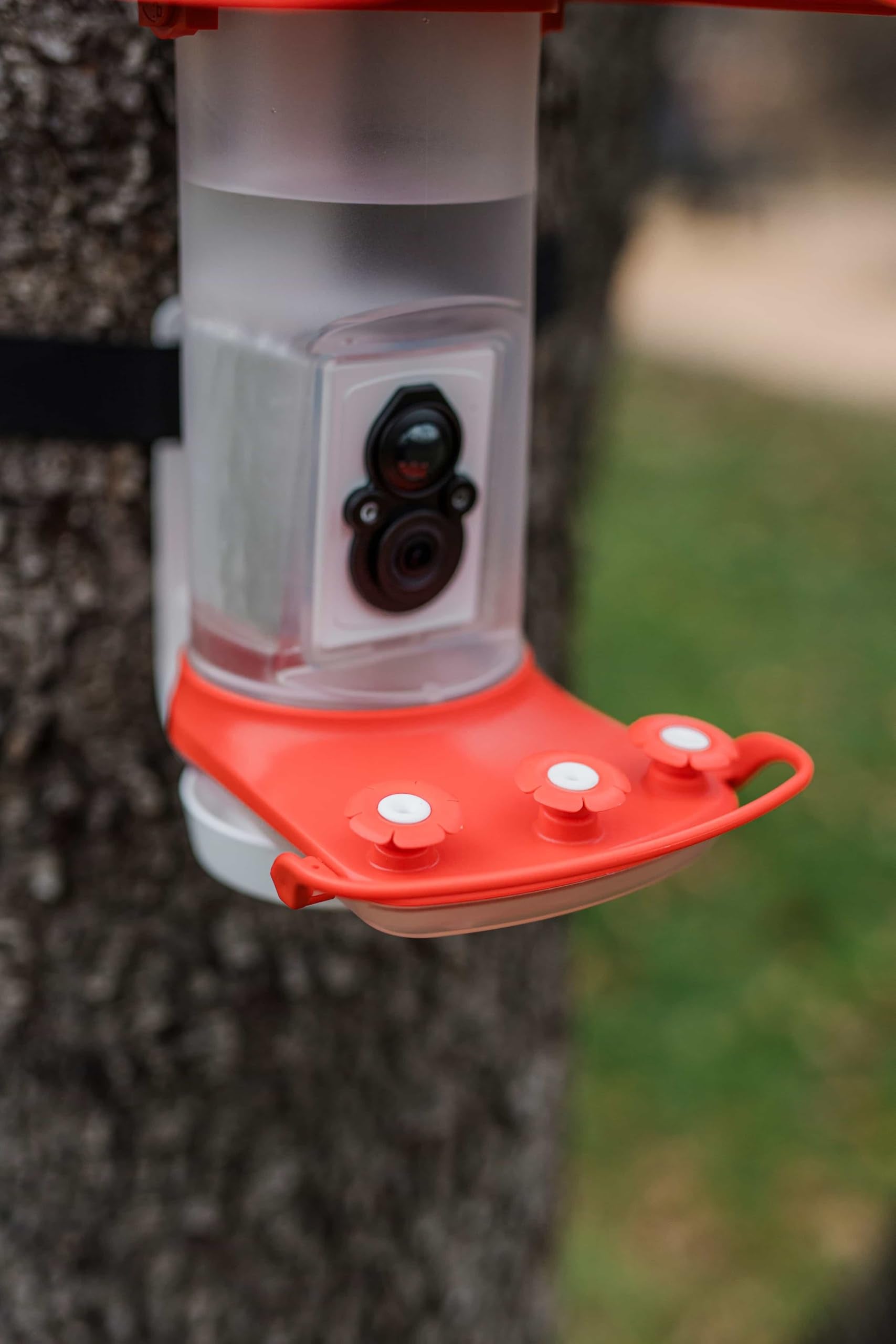 FeatherSnap AI Bird ID shows species insights via optional subscription.