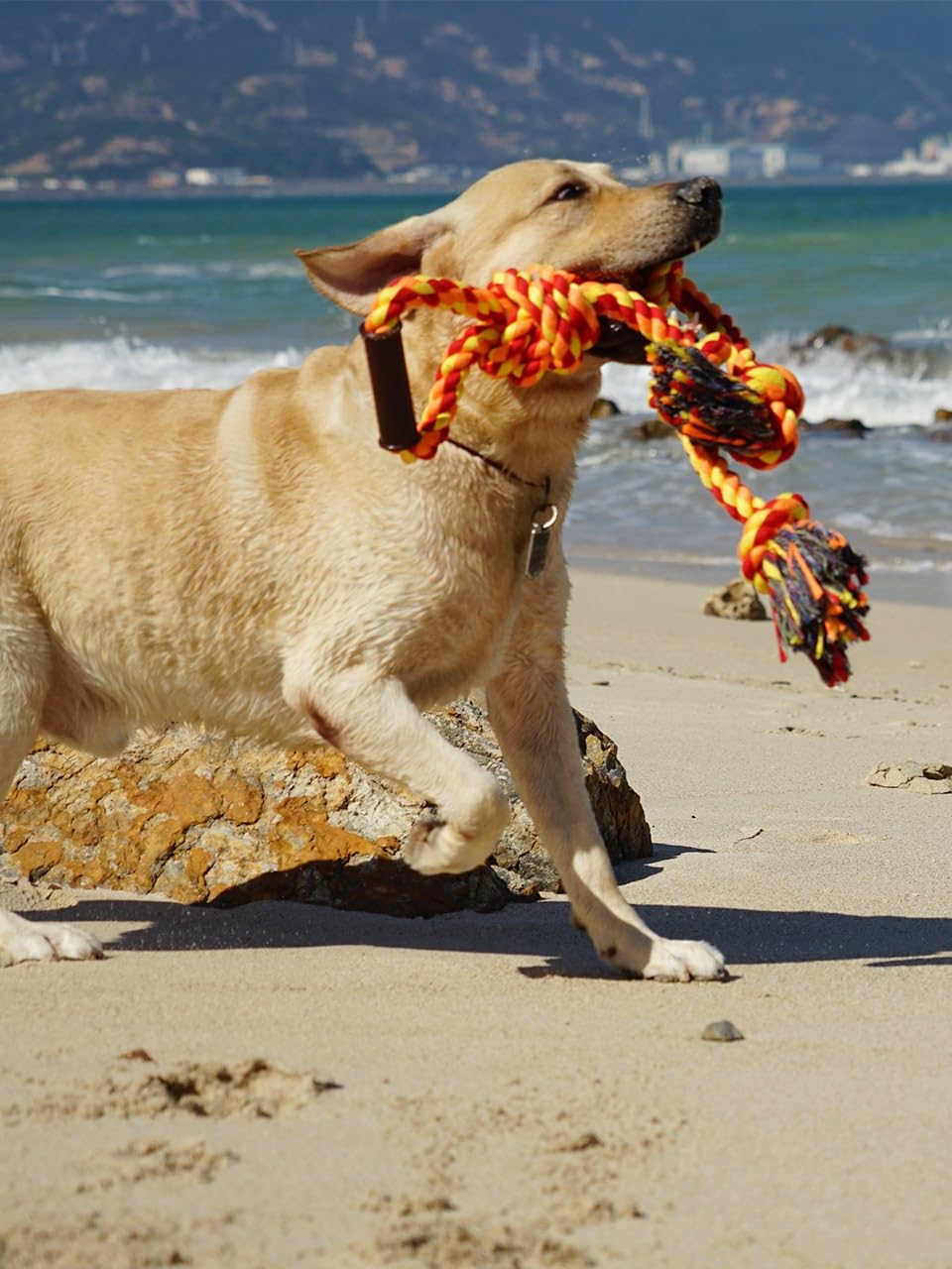 Fejapa vivid-color rope toy ready for fetch and tug sessions