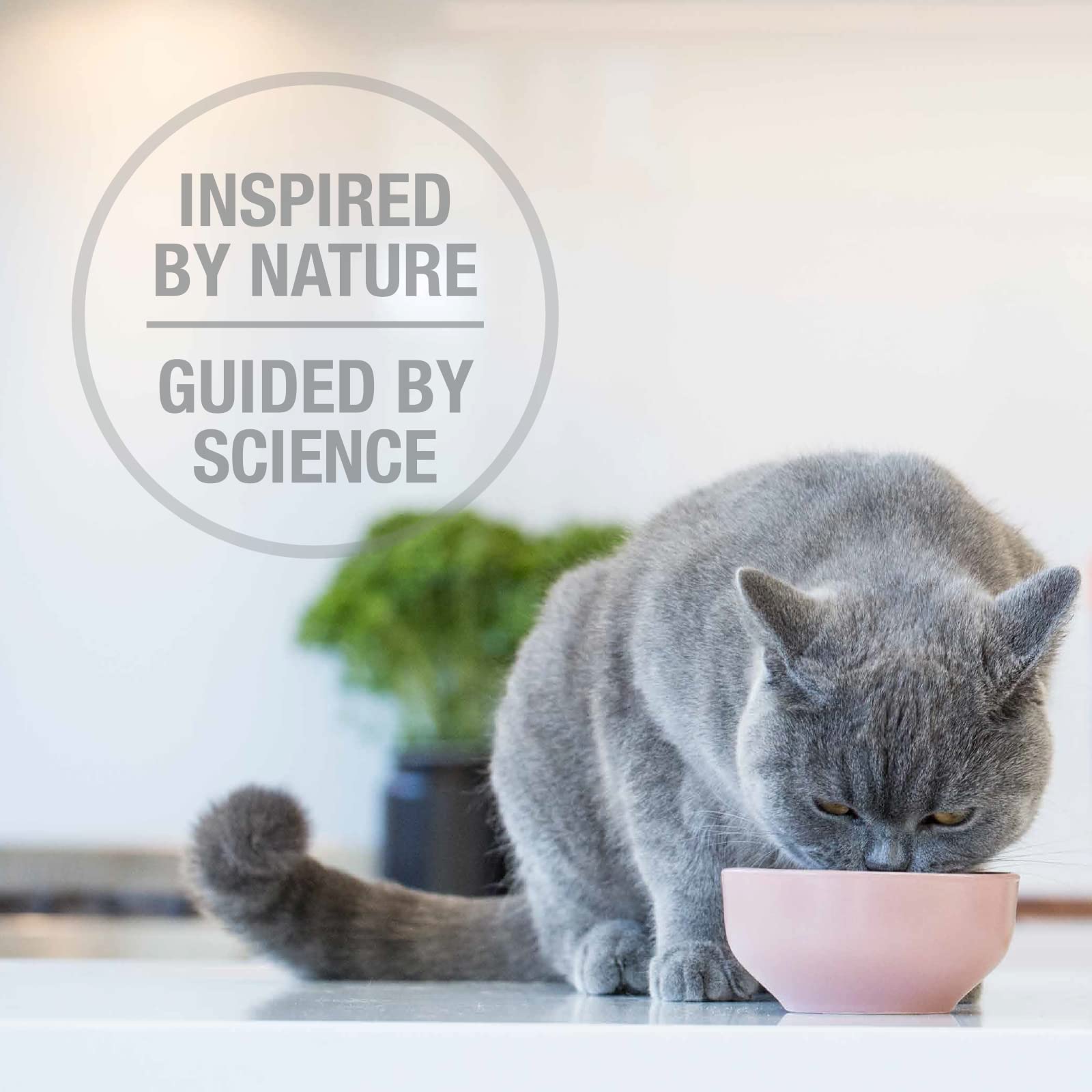 Feline Natural whole-prey ingredients beef hoki mussels for natural protein.