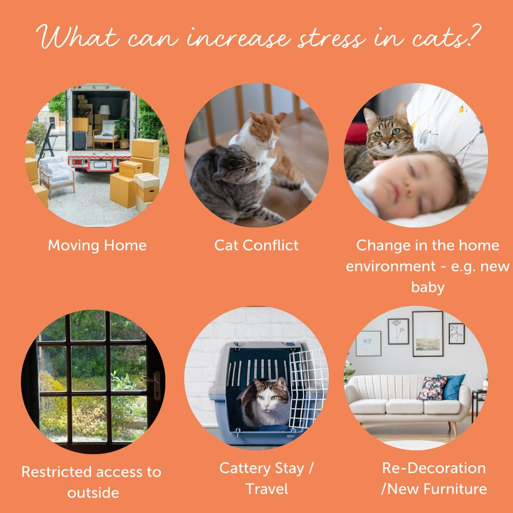Feliway Cystease cat in home setting during daily routine