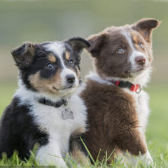 Fenmor dog-tag-clip on a collar demonstrates secure-fit during active walks.