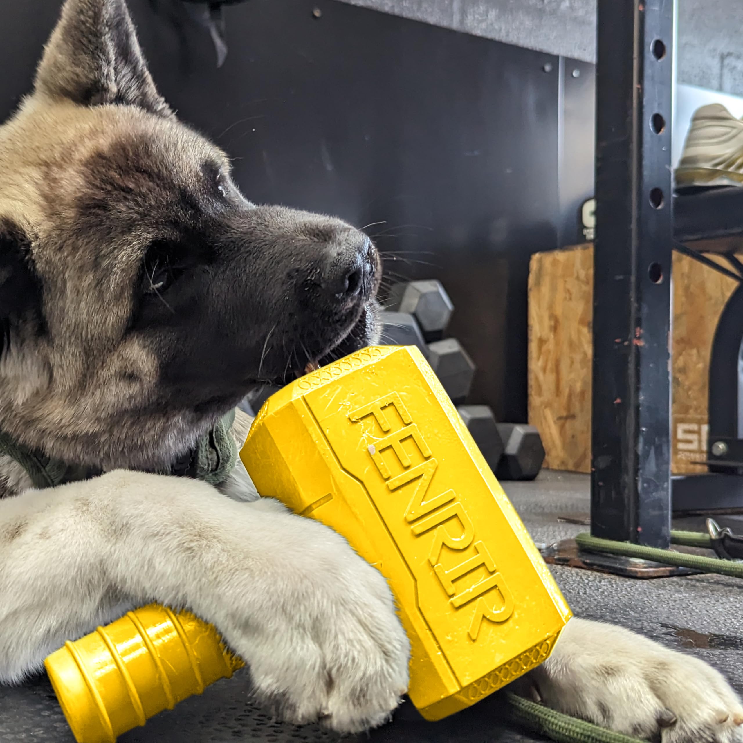 Fenrir Hammer enrichment playtime supports boredom relief and can ease separation anxiety in dogs.