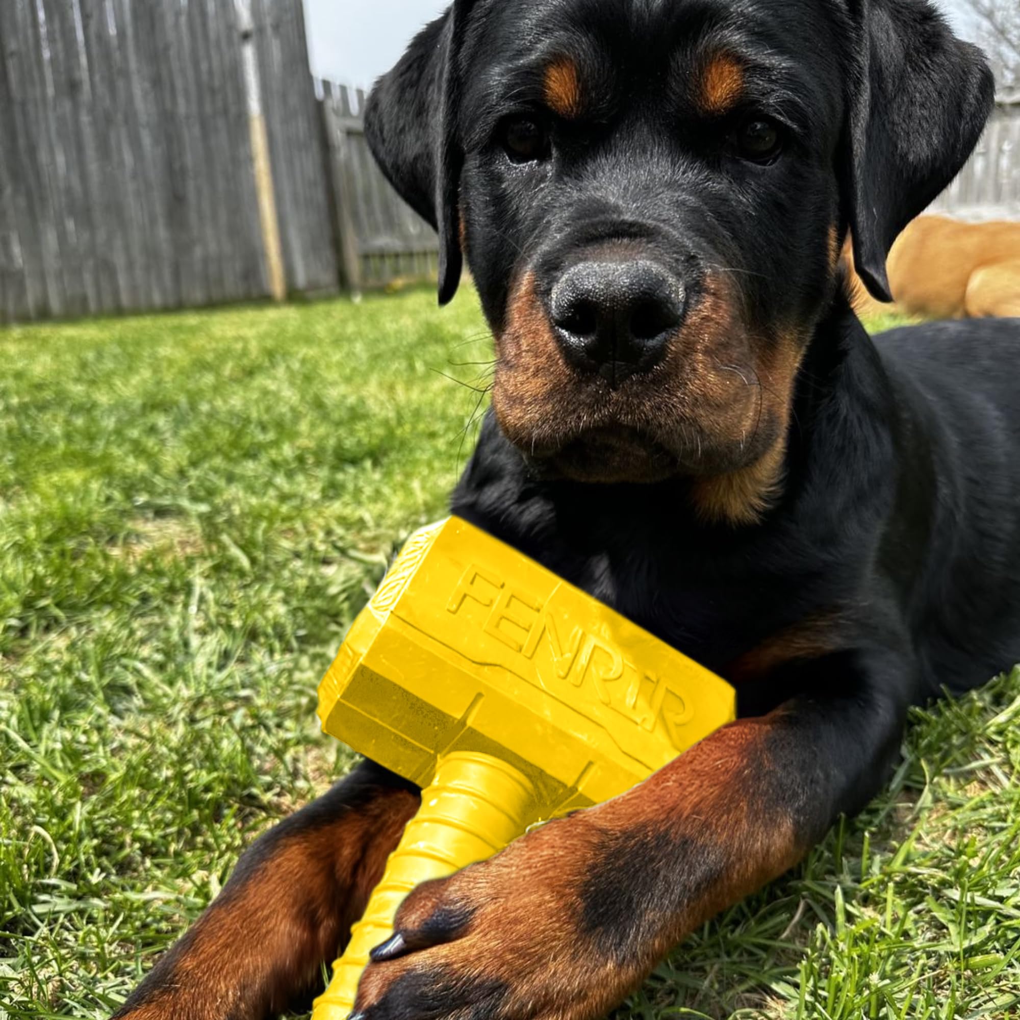 Fenrir Hammer meal-time slow feeder keeps dogs engaged and reduces gulping during feeding.