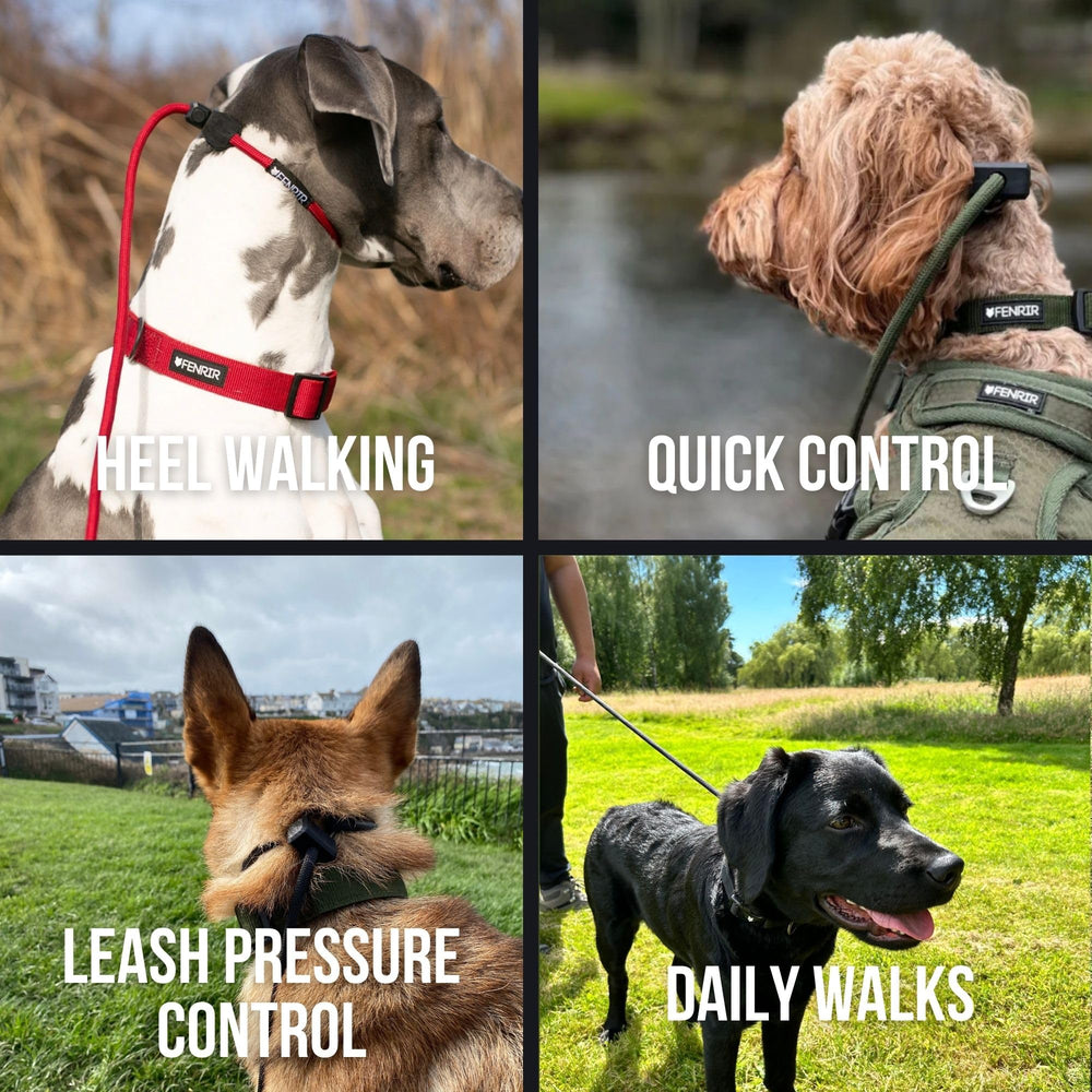 Fenrir Slip Leash adjustable slip feature image for easy on and off training