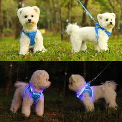 Feycig light-up dog harness showing flashing modes for nighttime runs