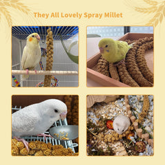 Fhiny bird snack plate with millet, ideal for multiple species.