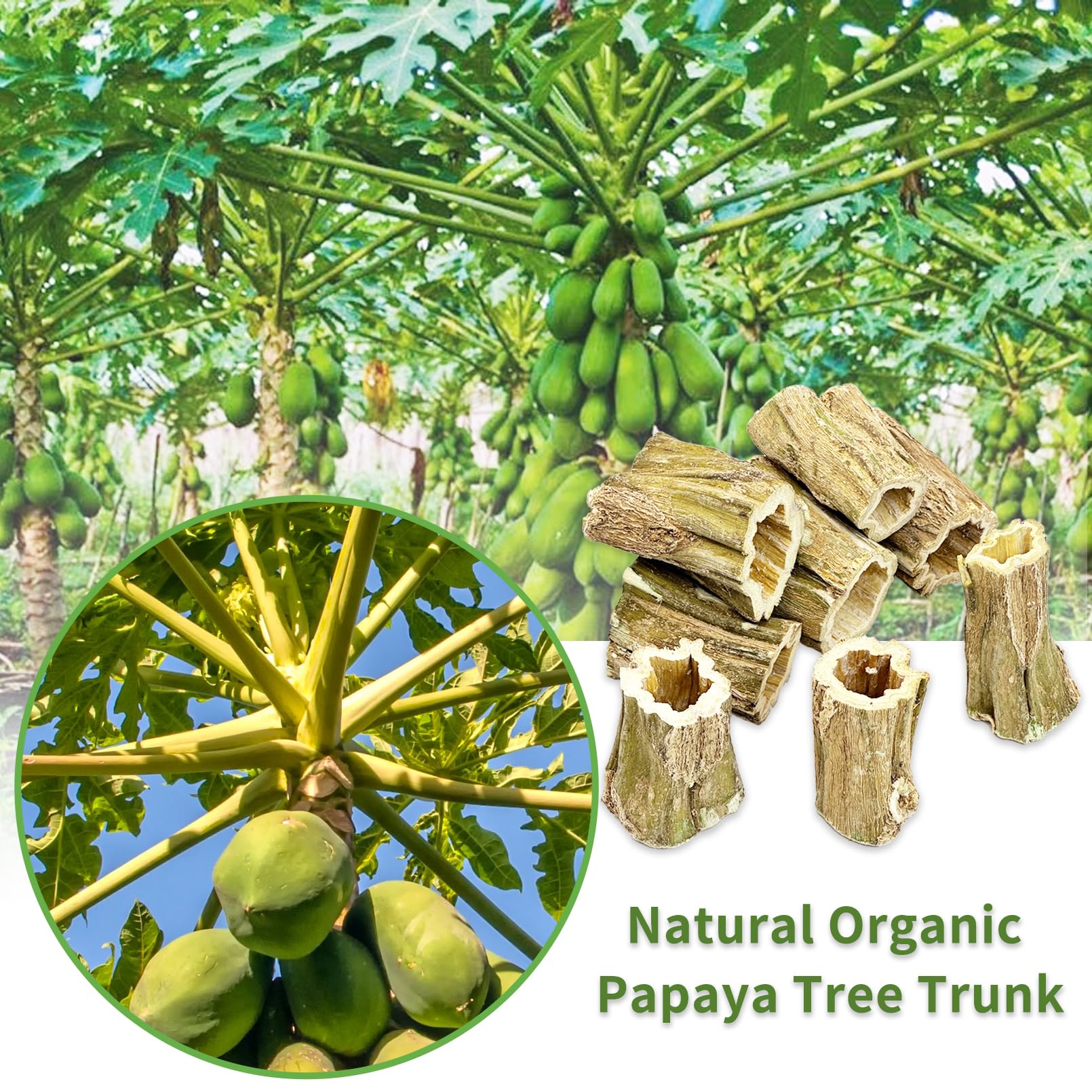 Fhiny rabbit-chew-toys natural papaya wood closeup highlights texture and scent