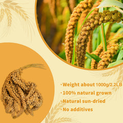Fhiny sun-dried millet close-up showing whole grains for energy and digestion.