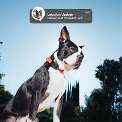 Fi Mini escape alert setup showing instant geofence notifications for pet safety.