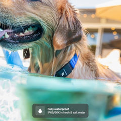 Fi Series 3+ dog collar escape alerts demo in action