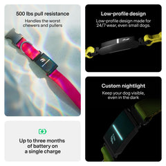 Fi Series 3+ health and behavior tracking visualizes activity and rest