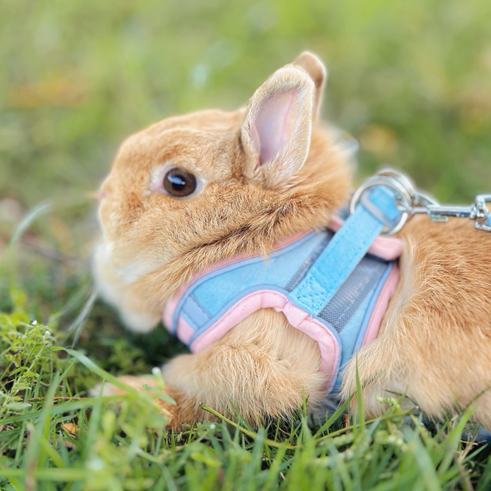 FiboPawer Rabbit Leash 4.9ft provides steady control for small pets.