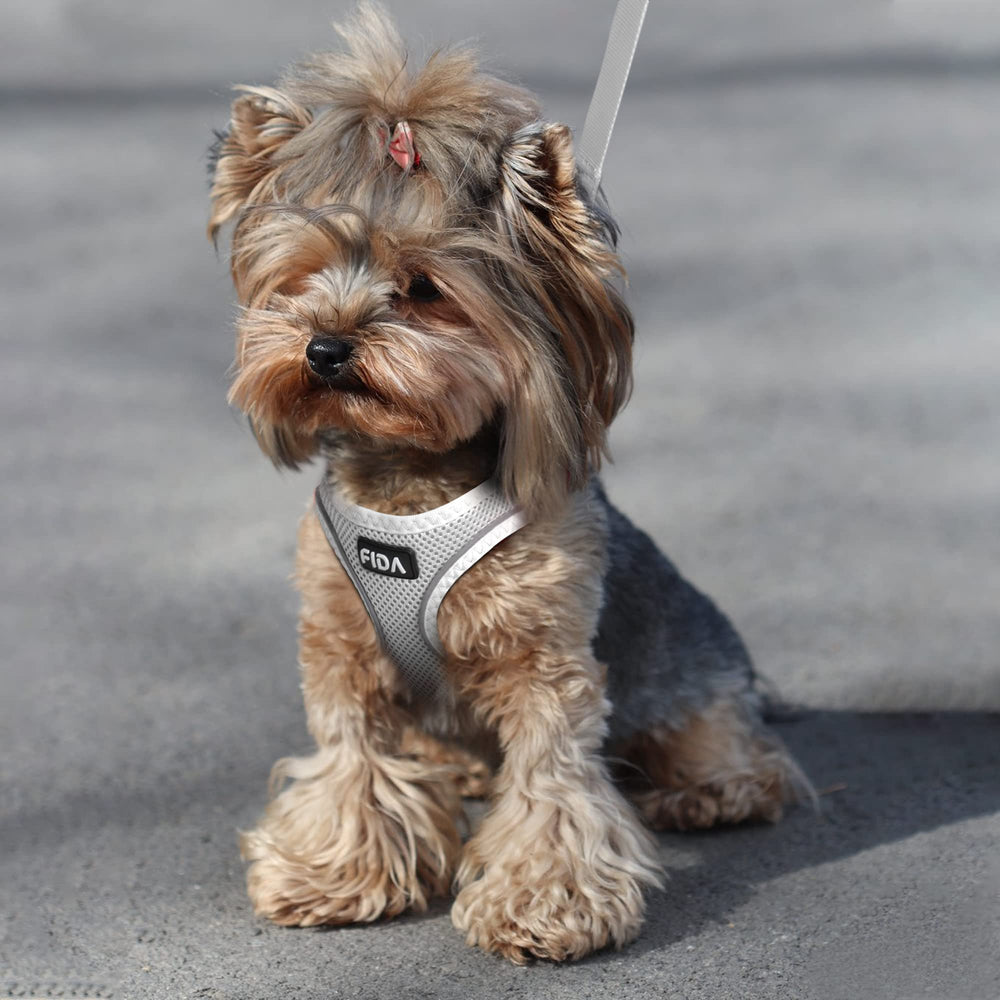 Fida cat harness 4 ft basic leash enables controlled walks and gradual training sessions.
