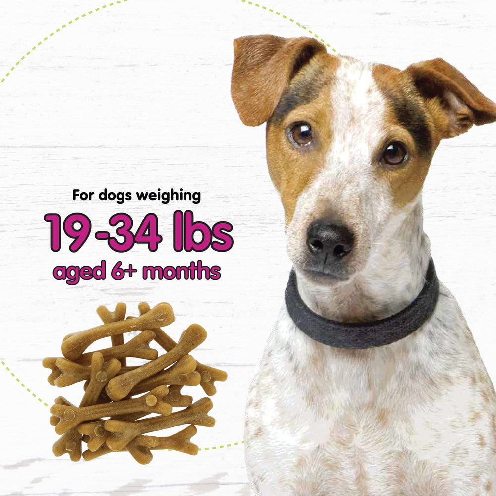 Three-pack Belly Bones bundle shown for daily dental routine.