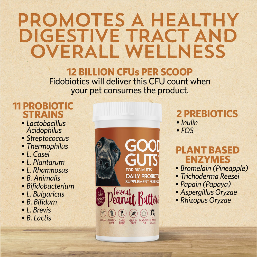 Fidobiotics Good Guts with prebiotics illustration shows symbiotic gut health.