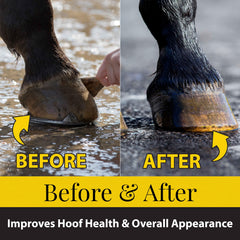 Fiebing's Hoof Oil on a dry hoof showing moisture retention.