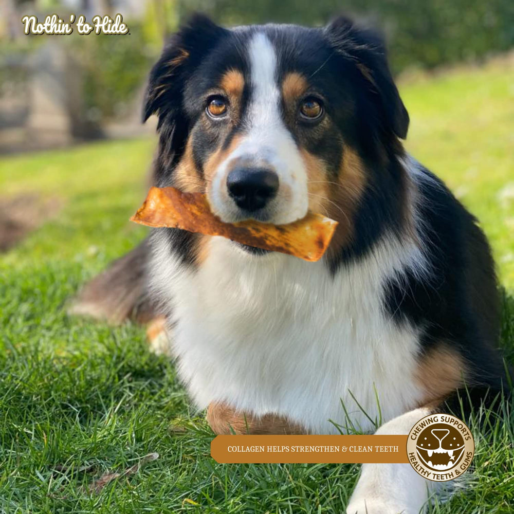 Fieldcrest Farms Nothin to Hide Flip Chips dog enjoying chew time