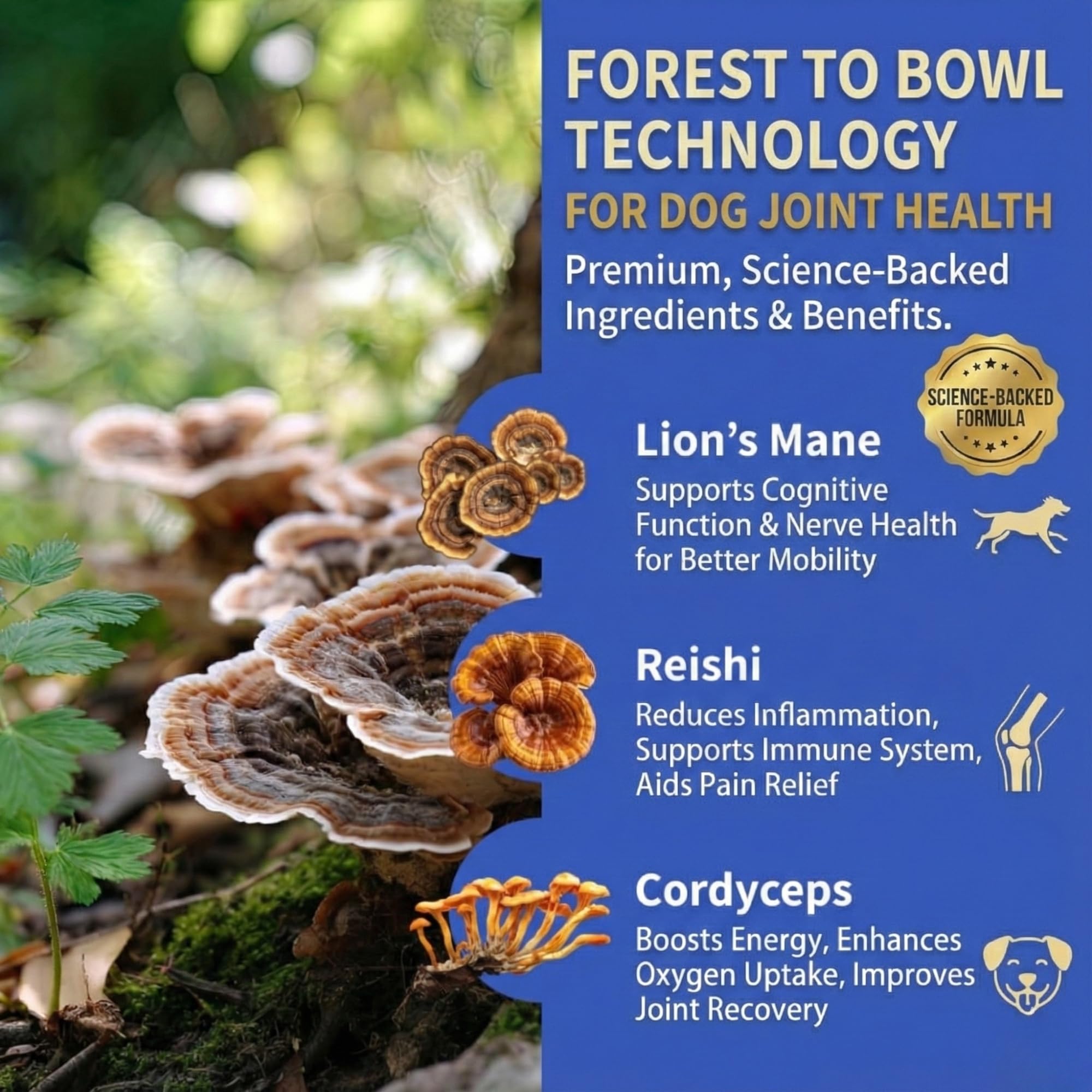 Fifth & Fido joint supplement supports seniors during walks and play.