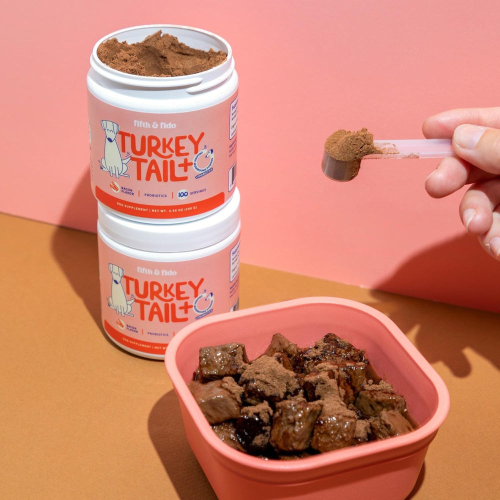 Fifth & Fido senior dog energy play scene suggests renewed vitality and joy
