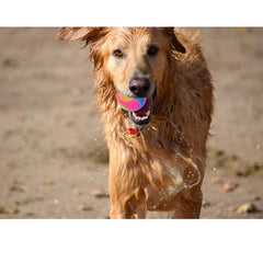 FineInno green glow ball supports interactive toy sessions at night.