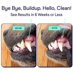Finn Dental Powder being poured into dog food to reduce plaque risk