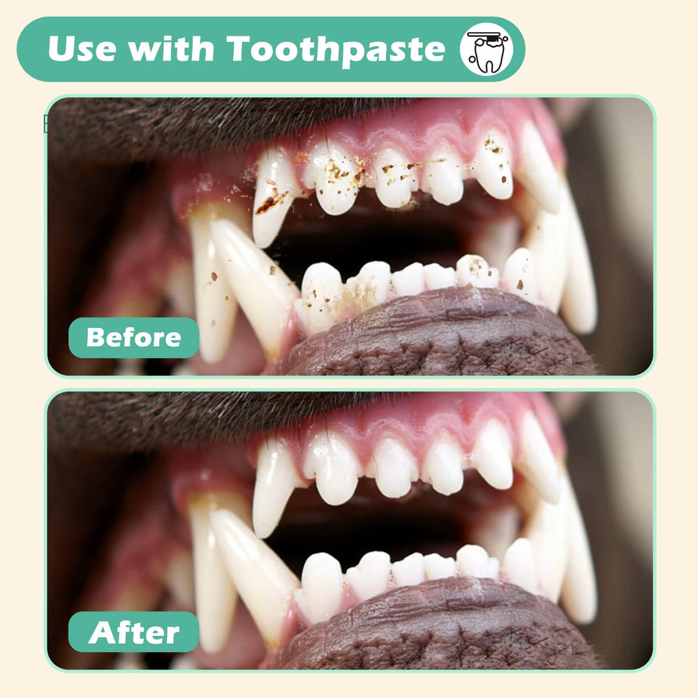 Firstfooby pet dental care kit layout shows three brushes and storage case.