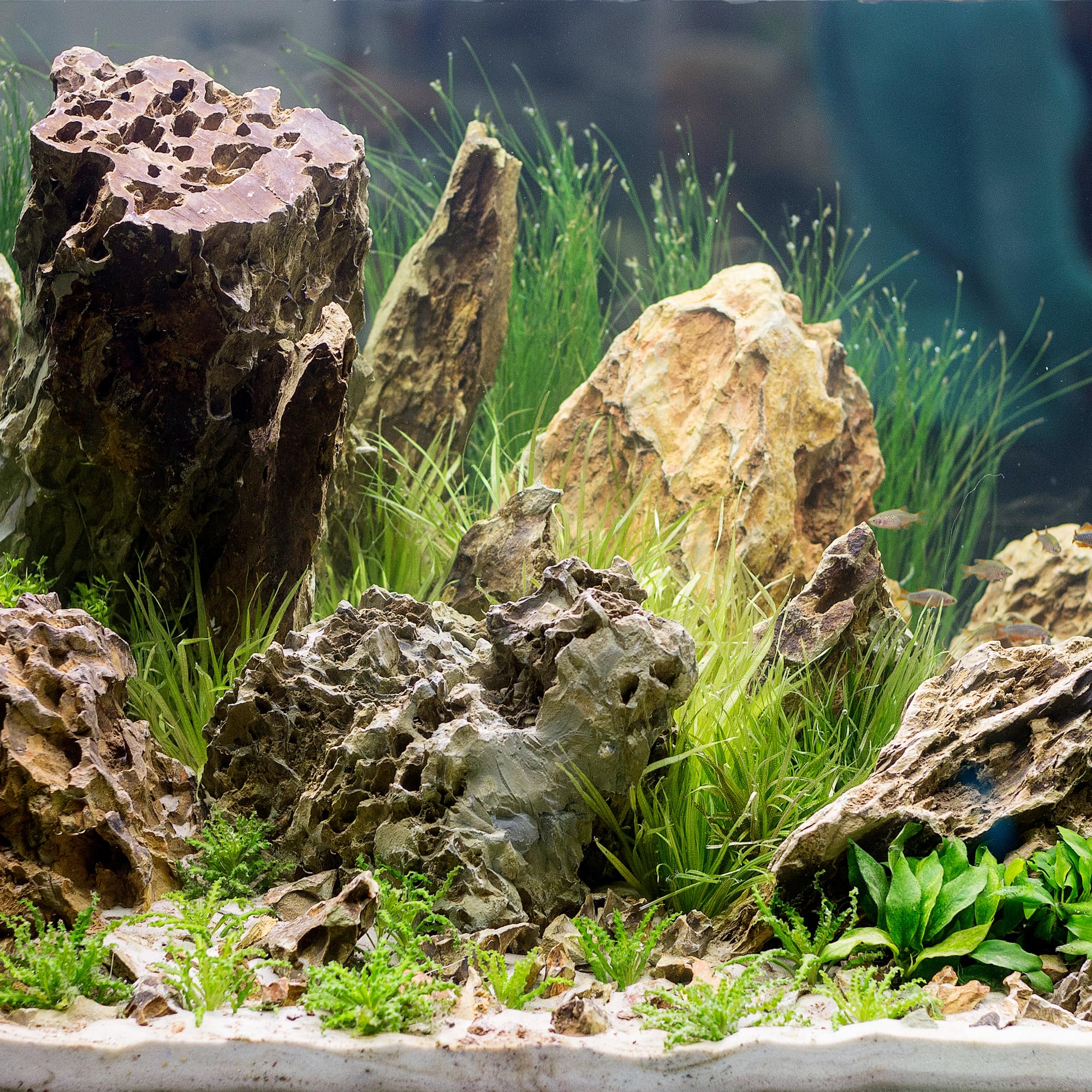 FISCAPE dragon stone plant anchors support roots and moss attachment