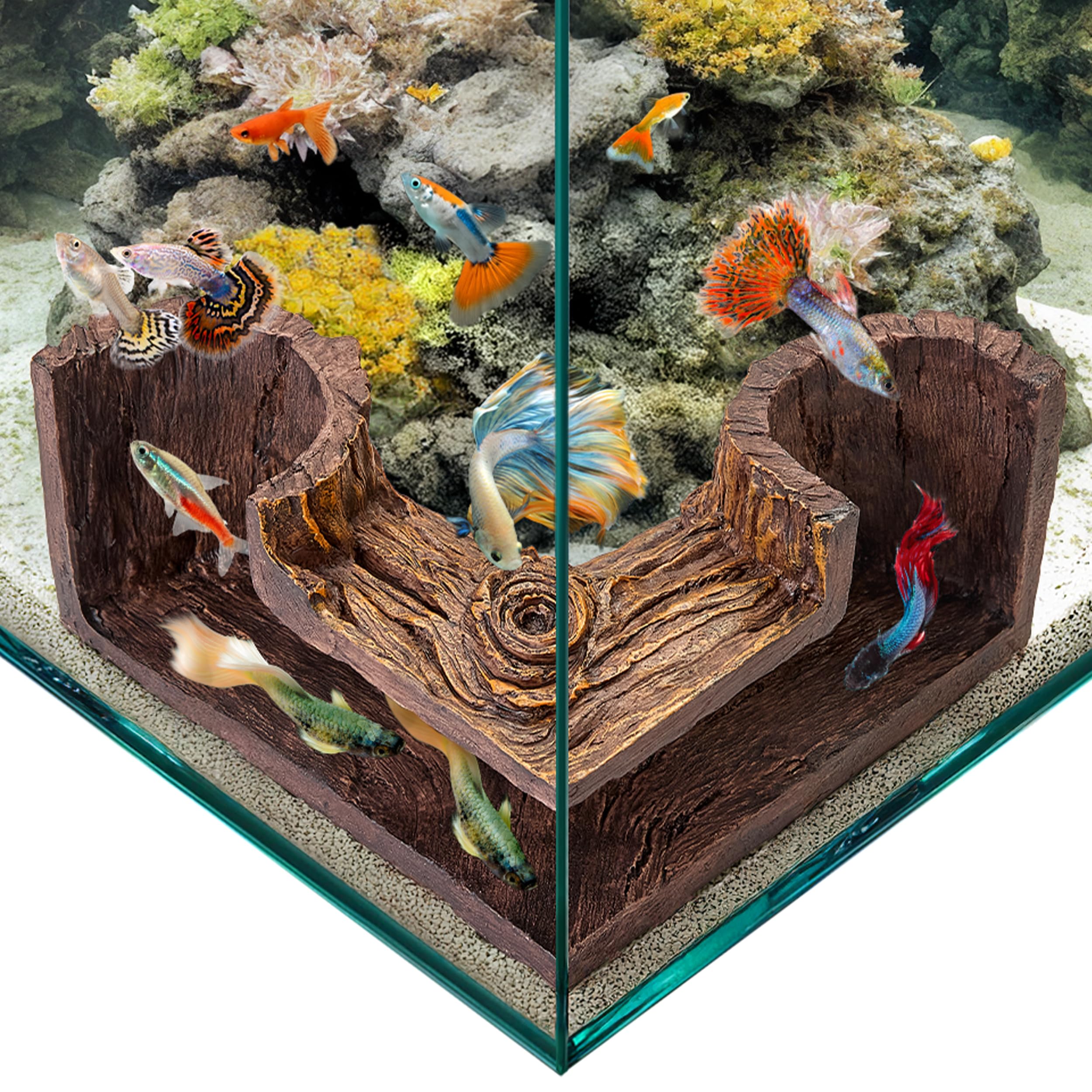 Fishnosh Aquarium Cave tank-setup ready for instant corner decor