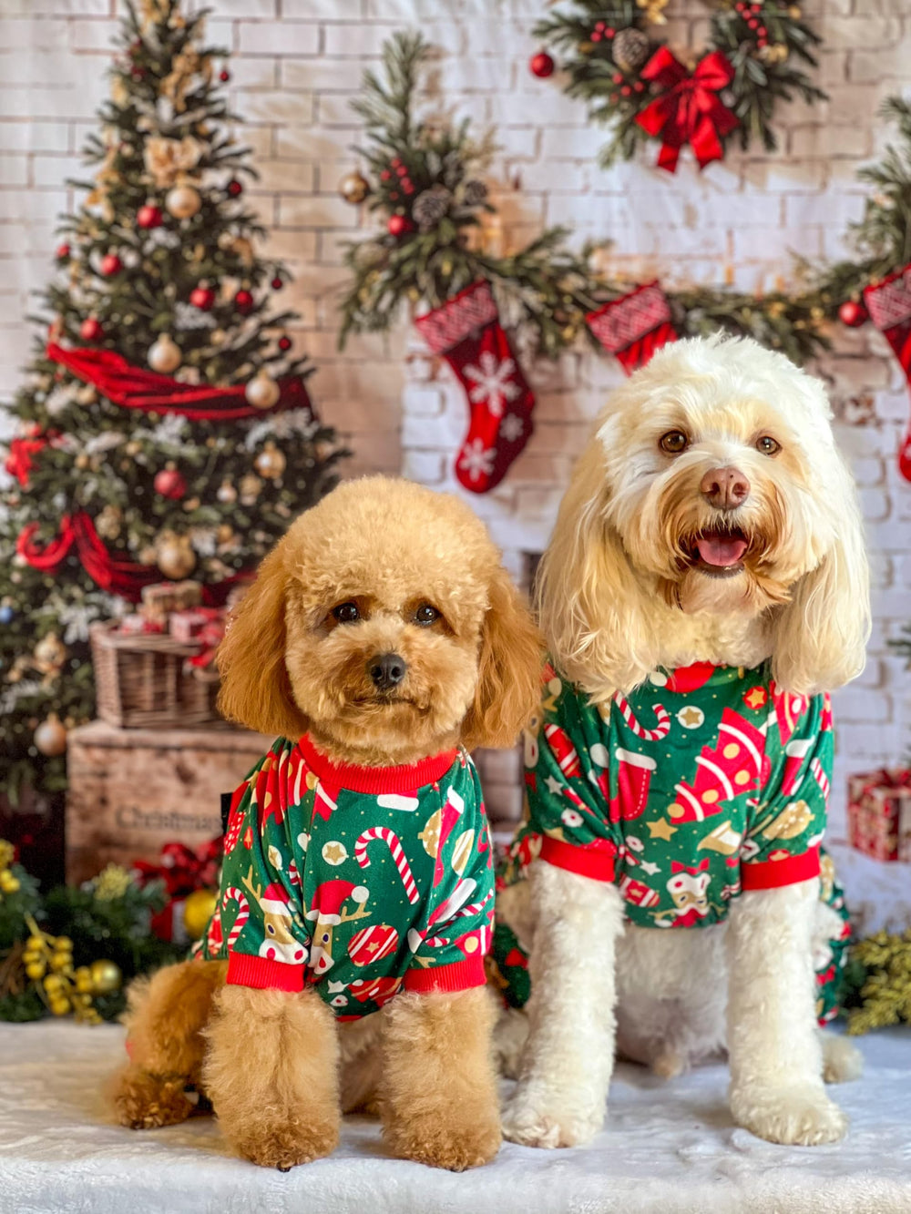 Fitwarm Christmas dog pajamas on dog showcases comfortable holiday outfit.