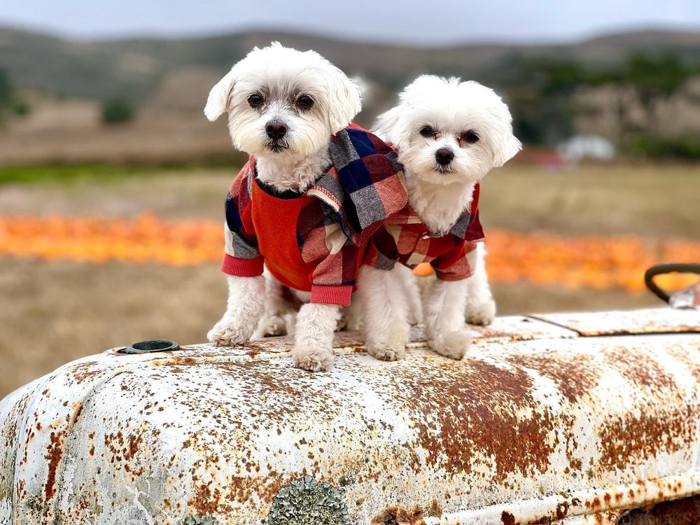 Fitwarm dog plaid shirt orange small back view showcases cozy, breathable fabric for all-day wear.
