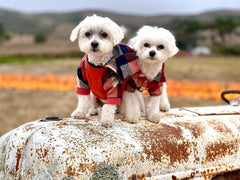 Fitwarm dog plaid shirt orange small back view showcases cozy, breathable fabric for all-day wear.