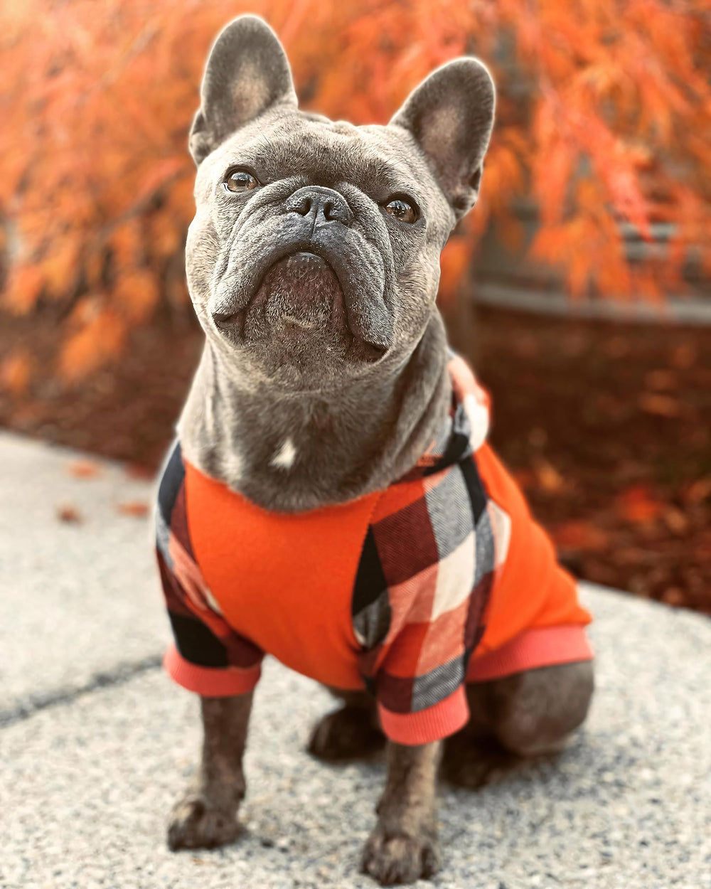 Fitwarm dog plaid shirt orange small leash-hole closeup signals practical leash attachment during walks.