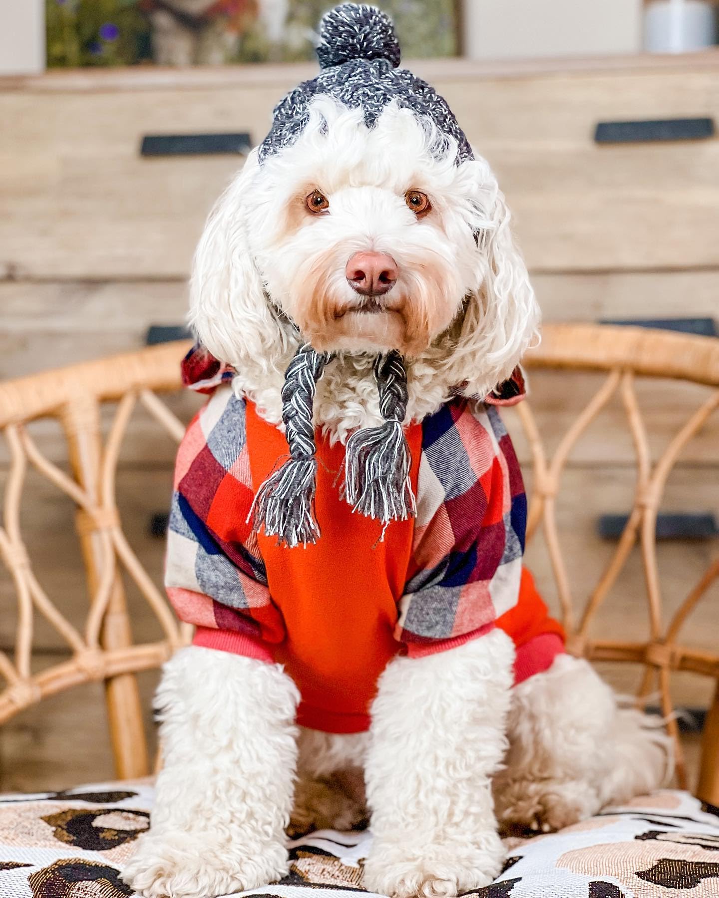 Fitwarm dog plaid shirt orange small on-dog pose highlights easy pullover fit and comfort.