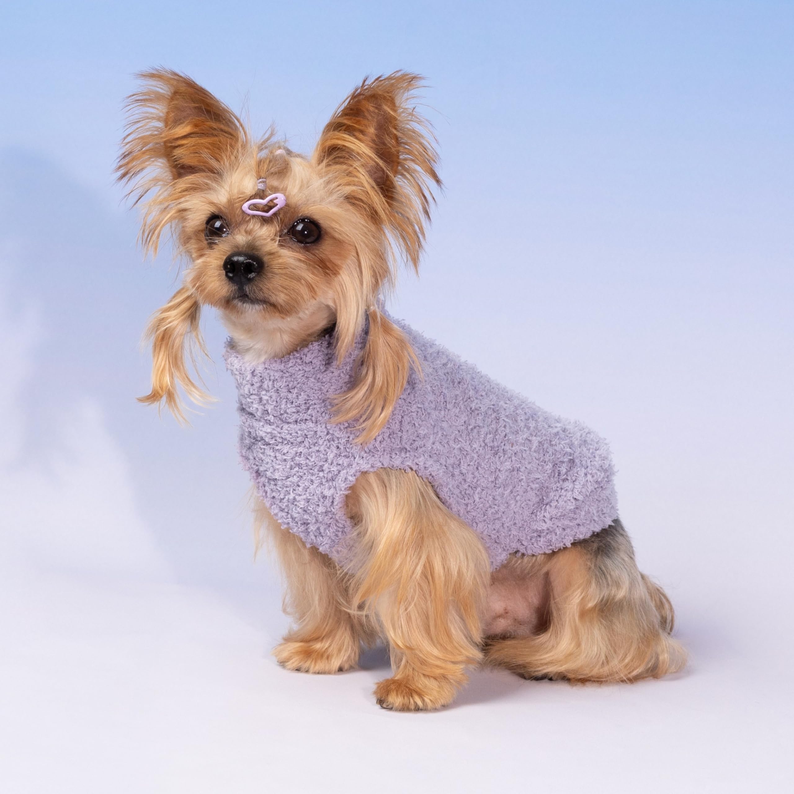 Fitwarm small dog sweater pullover design in action during cozy indoor photos