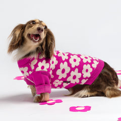 Fitwarm floral dog sweater white contrast detail shows chic style for everyday wear.
