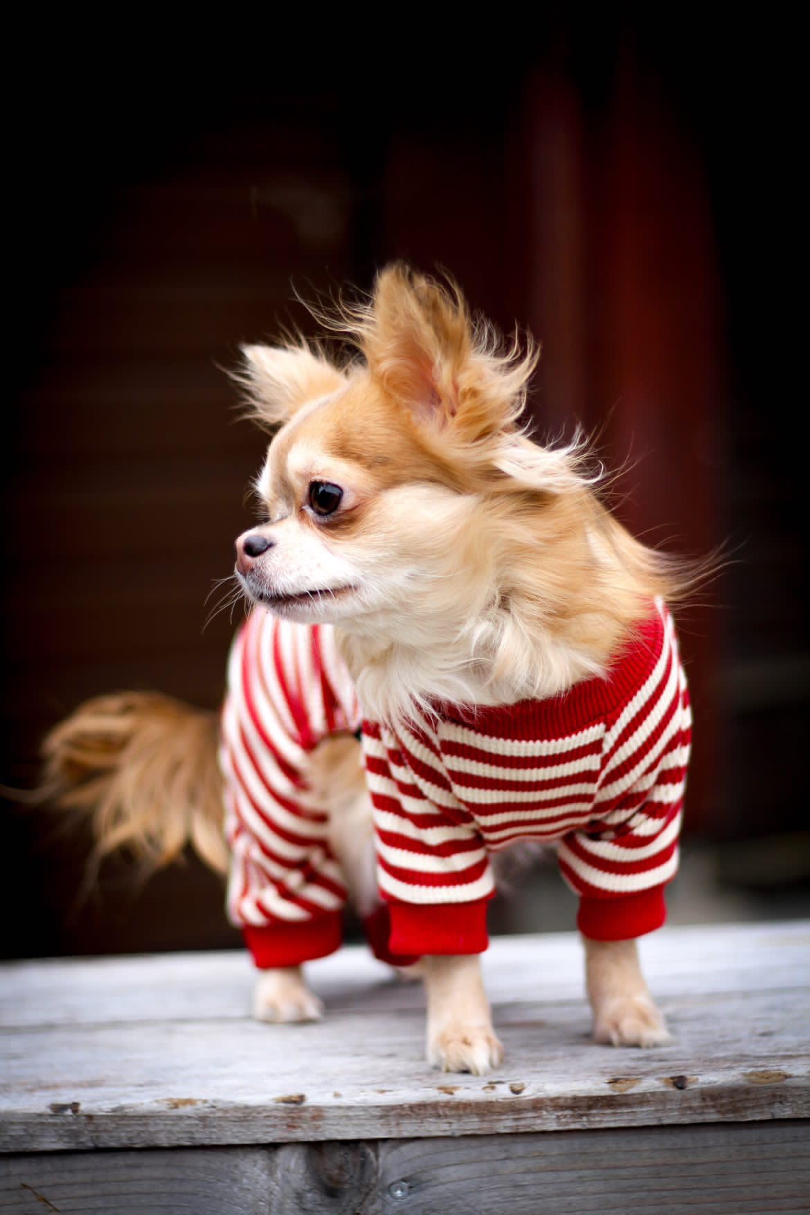 Fitwarm striped dog pajamas back view with snug ribbed cuffs
