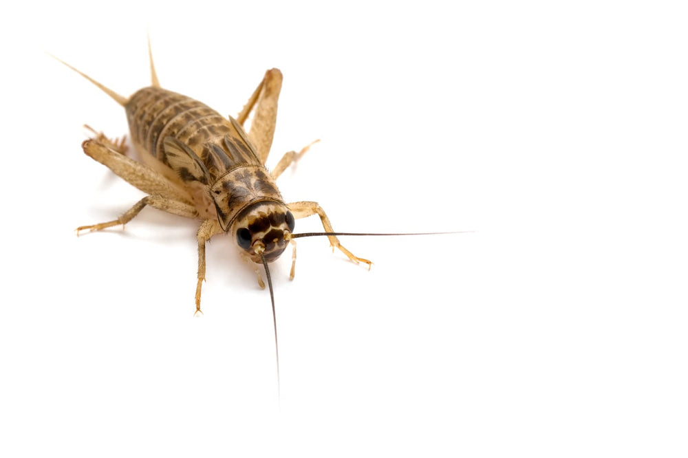 Five-Star Feeders Roach Chow in feeding setup for breeding colonies.