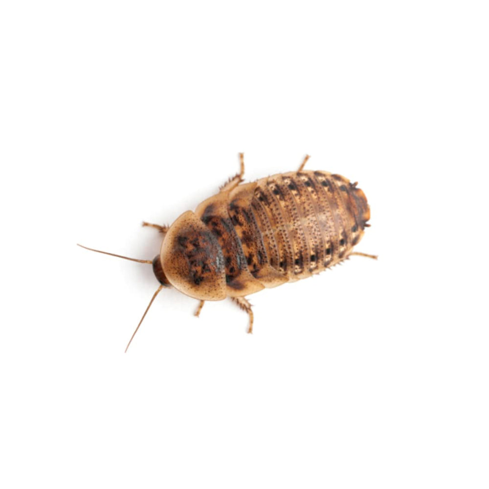 Five-Star Feeders Roach Chow resealable bag ensures freshness and reduced odor.