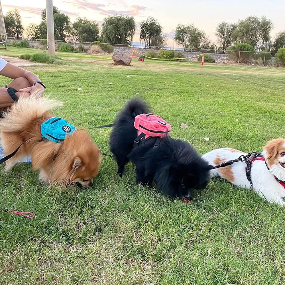 FLAdorepet adjustable chest strap and leash connection for secure fit